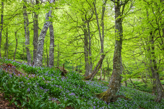 Trees with fresh spring green leaves and blue flowers in foothills Puerto de Ventana in Spain