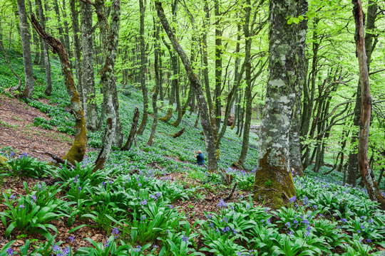Trees with fresh spring green leaves and blue flowers in foothills Puerto de Ventana in Spain
