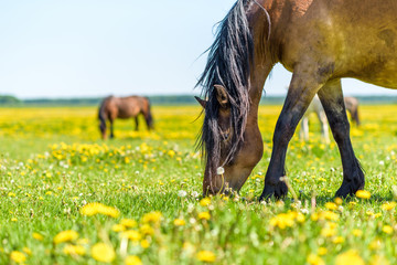 A horse in the pasture eats grass, in summer in sunny weather. It is photographed close-up. - obrazy, fototapety, plakaty