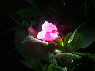 Opening up like a flower of the balsam. Pink flower petals.