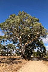 Fototapeta premium Huge Gum Tree in Australia