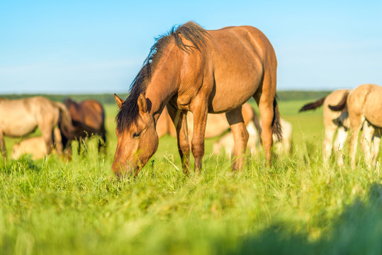 A horse in the pasture eats grass, in summer in sunny weather. It is photographed close-up.
