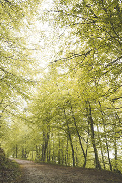 Lovely path going on hill slope near green trees in amazing forest