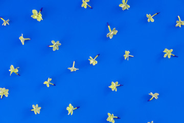 Floral simple minimalist wallpaper. Lilac bloom isolated top view on deep blue backdrop. Blossoming, blooming summertime and springtime season flowers on vibrant background flat lay