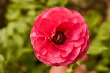 Pink Ranunculus flowers growing in garden on a sunny day. Closeup fucsia flower.