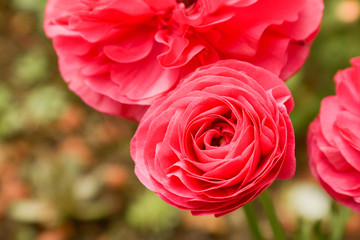 Pink Ranunculus flowers growing in garden on a sunny day. Closeup fucsia flower.