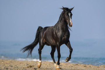 Portrait of a beautiful black horse on the sea beach