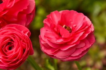 Pink Ranunculus flowers growing in garden on a sunny day. Closeup fucsia flower.
