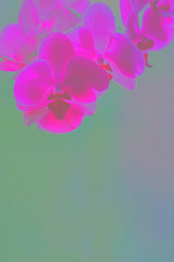 pink and white Phalaenopsis or Orchid flower. Floral background.