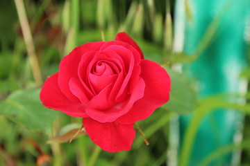 Rose rouge vif