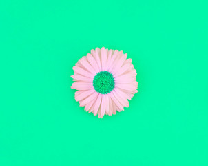 Spring and summer flower isolated flat lay. Daisy in bloom on bright green background. Blossoming flora top view simple, minimalist wallpaper. White fresh camomile on vibrant backdrop