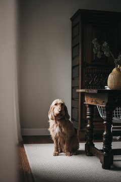 Adult sad beautiful fluffy purebred dog sitting on carpet near wooden table with potted plant and looking at camera
