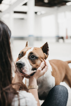 Crop young female sitting on carpet at home and playing with adult pretty purebred happy dog