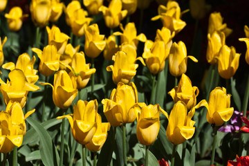 Fototapeta premium Yellow tulips in backlit garden on a black background