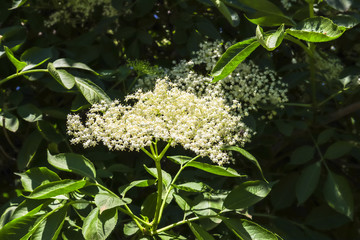 Branch of elder or sambucus or elderberry in Spring