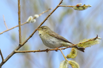 Phylloscopus trochilus. Willow Warbler spring day on the tree
