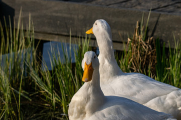 Two male pekin ducks (Anas platyrhynchos domesticus) by the lake at sunset