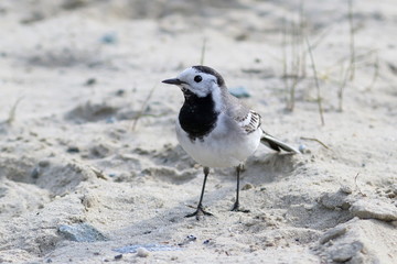 Motacilla alba. White Wagtail close up in the spring in Siberia