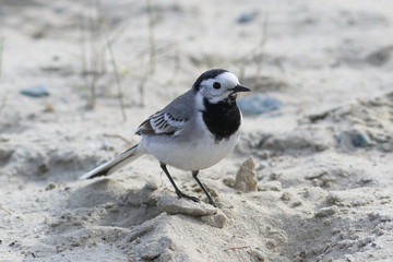 Motacilla alba. White Wagtail stands on the sand