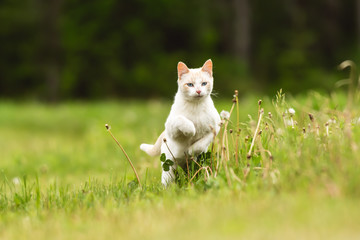 Cute White Pet Cat Having Fun and Running Through Long Grass