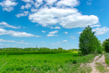 Fototapeta na wymiar Beautiful summer landscape with green grass and blue sky with white clouds.