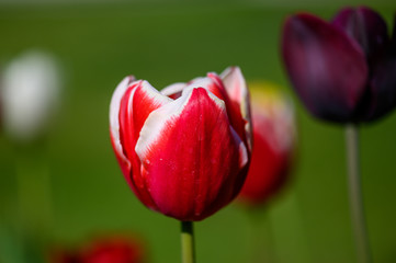 Tulpen im Detail