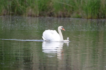 Cygne tuberculé (cygnus olor)