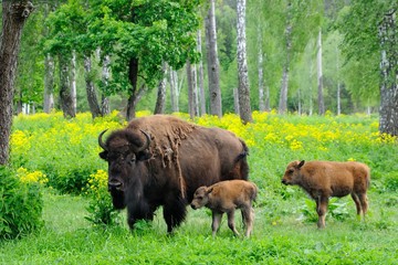 Nursery for bisons