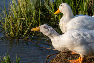 Male and female pekin duck (Anas platyrhynchos domesticus) drinking water from the lake at sunset