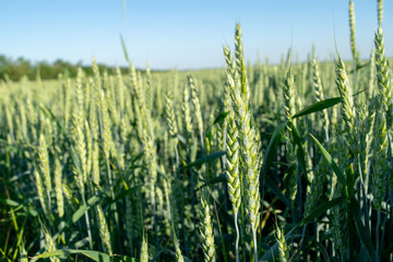 Stalk spikelet of wheat close up on a hot day