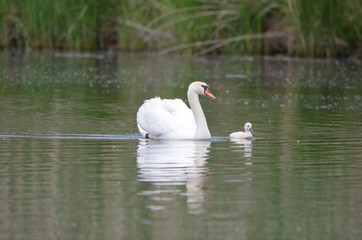 Fototapeta premium Cygne tuberculé (cygnus olor)