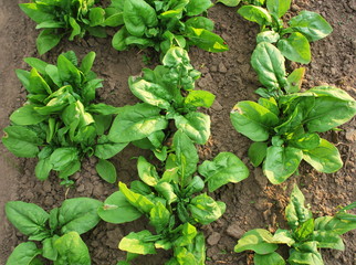 Fresh organic leaves of spinach in the garden