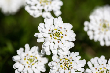 Close up / macro of blooming Evergreen Candytuft flower (also known as perennial candytuft; latin name: Iberis sempervirens). 
