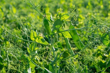 Pea pod average summer plan in the field, sunny weather