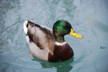 duck 