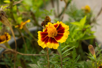 Flor