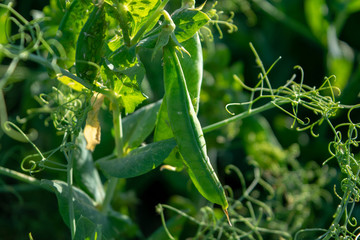 Pea pod close-up in the sun afternoon