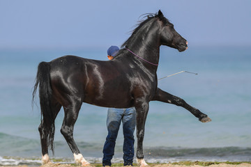 Fototapeta na wymiar Man is training his horse on the sea beach