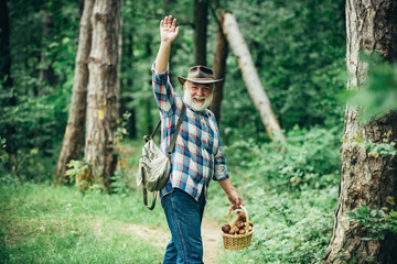 Picking mushrooms. Old man walking. Grandpa Pensioner. Senior hiking in forest.