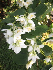 White jasmine flowers on a background of green leaves
