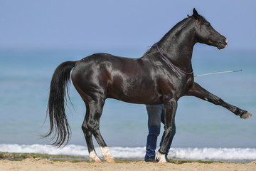 Obraz premium Man is training his horse on the sea beach