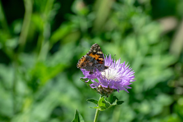 Beautiful butterfly collects pollen from a flower on a green blurred background.