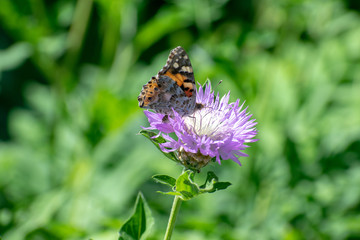 Beautiful butterfly collects pollen from a flower