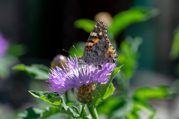 The butterfly collects pollen on a beautiful flower in summer