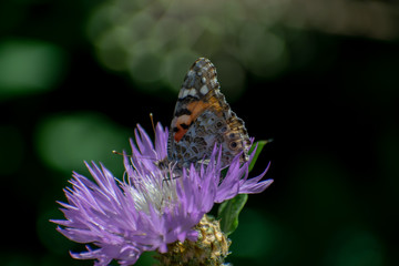 A butterfly with brown wings on a flower with purple petals in summer collects pollen on a dim background
