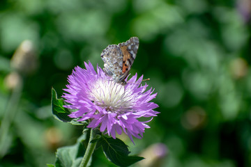 A butterfly on a flower with purple petals in summer collects large-pollen pollen