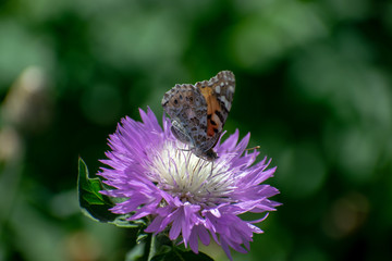 A butterfly with brown wings on a flower with purple petals in the summer collects pollen, large paln