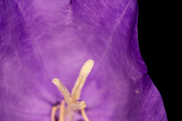 Peach Leaved Bellflower, Campanula Persicifolia, flowering plant species in the family Campanulaceae, macro with shallow depth of field 