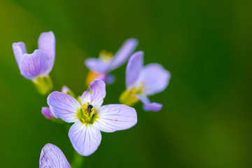 Fototapeta premium Pollen Walk