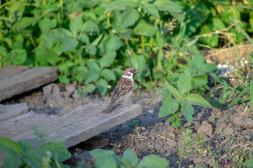 Sparrow flew to the site in the summer